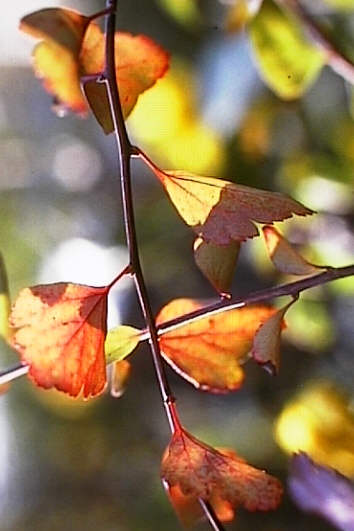 Herbstliche Bltter