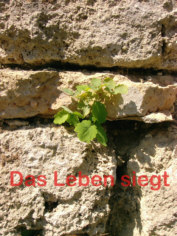 Pflanze in einer Mauer